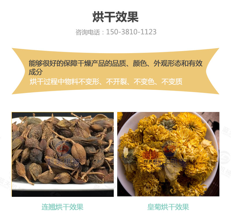 連翹網帶式烘干機烘干效果